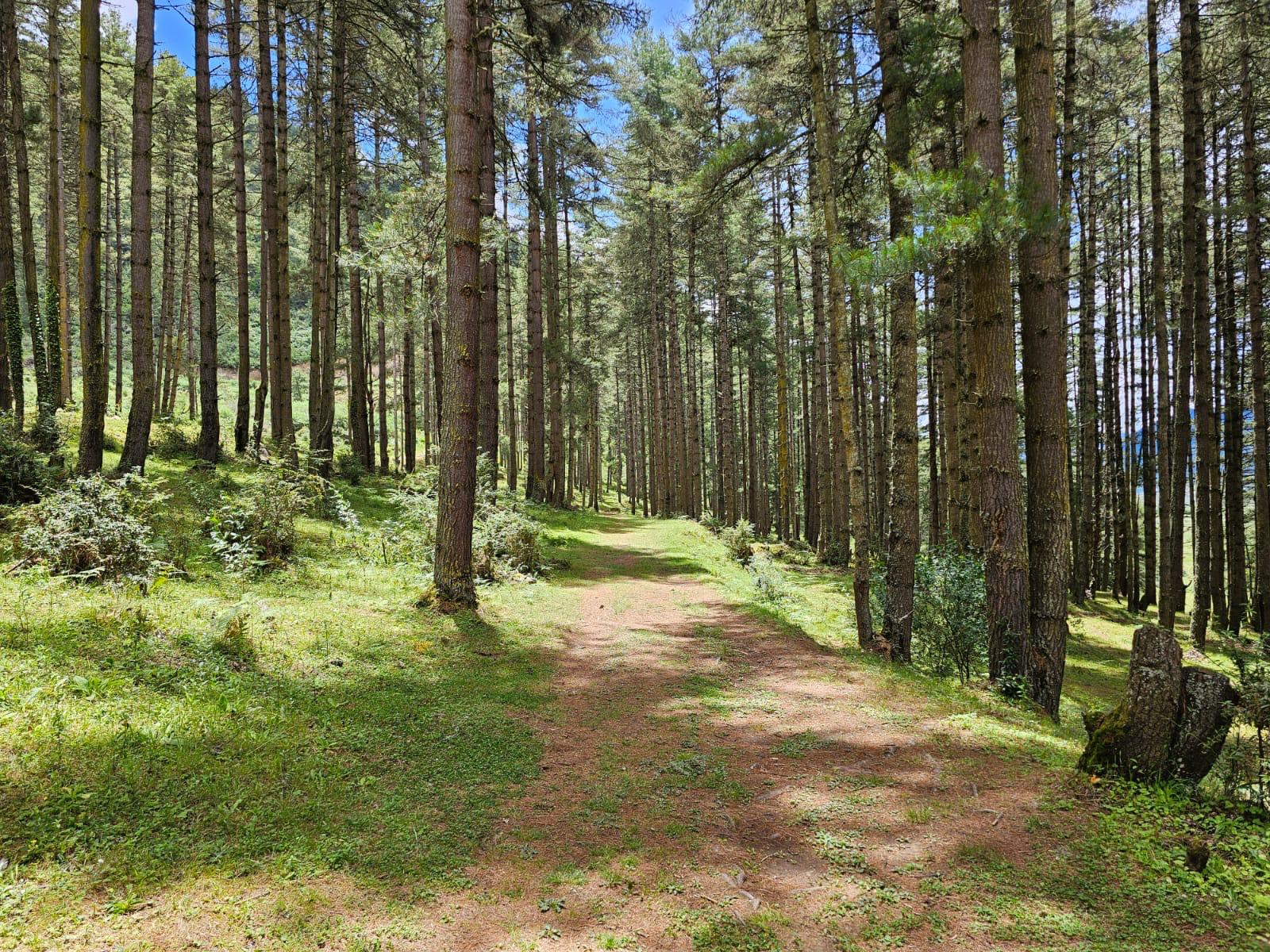 Gangtey Valley Walking Tour